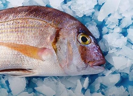 Procesamiento y conservación de mariscos