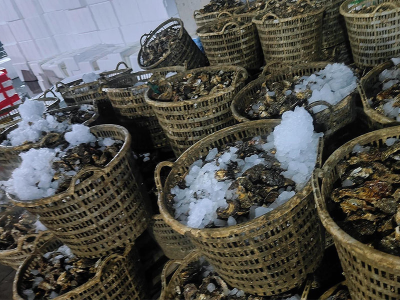 Revolucionando la logística de los productos del mar La avanzada máquina de hielo en bloque de BAOCHARM
